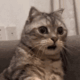 @viny