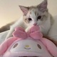 @icedchee