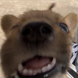 @Puppyspaws